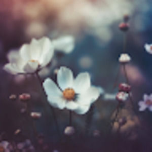 Meet your Posher, Sydney